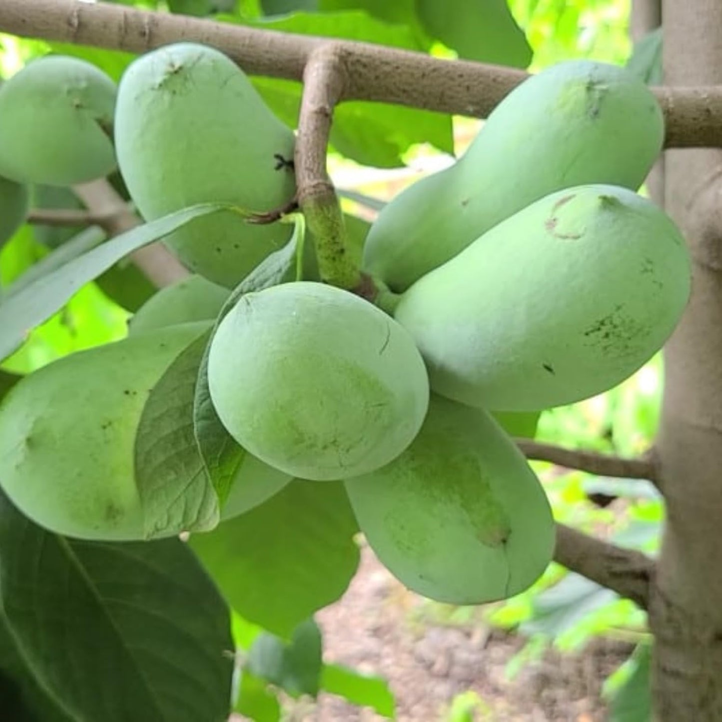 Pawpaw Tree Live Plant, 6-15 Inch Tall, Quart Pot, Paw Paw Plant Live for Outdoor Planting, Cold-Hardy Fruit Tree