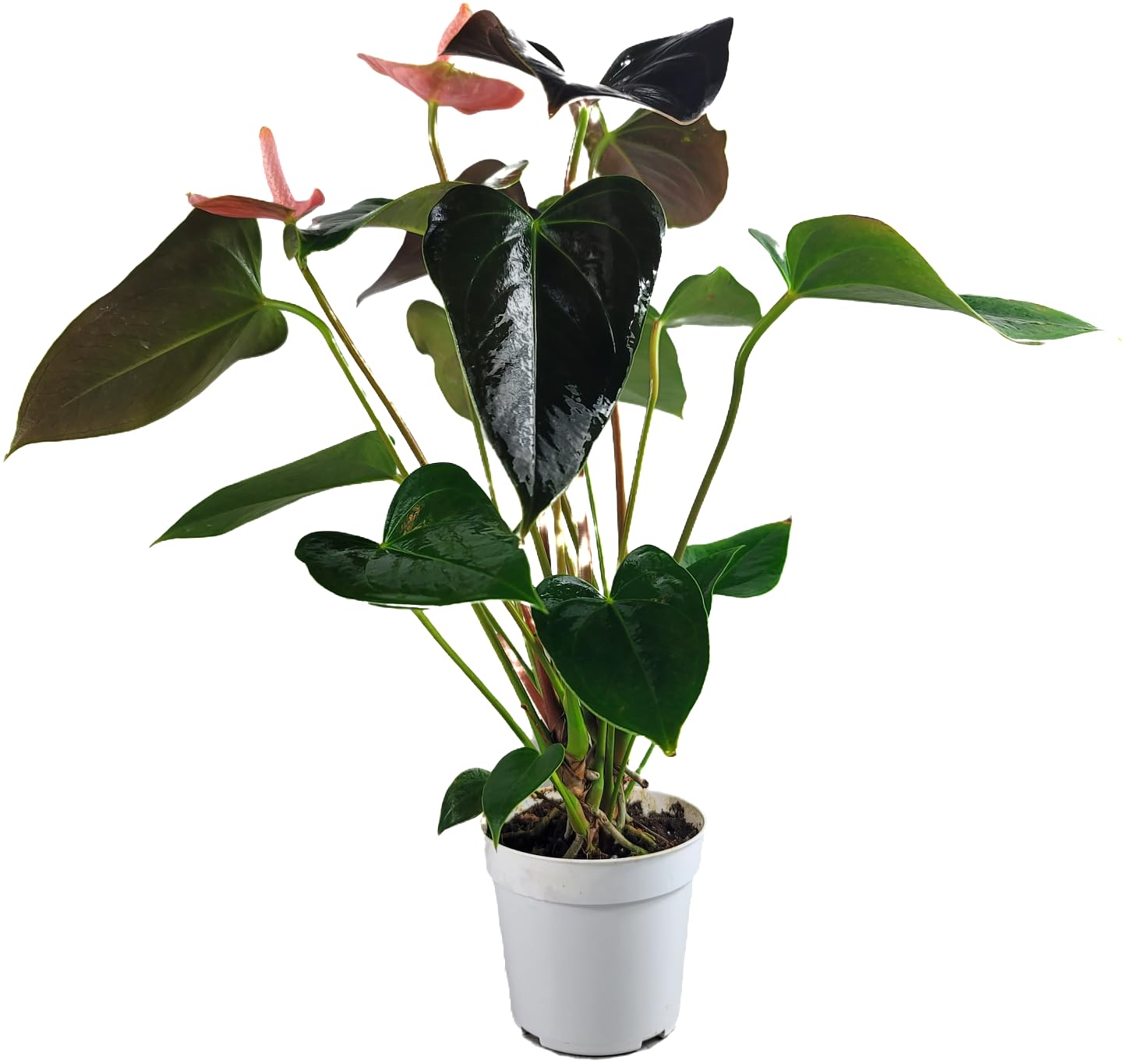 Anthurium Rainbow Champion Plant in 4" Pot - Colorful Blooms - Long-Lasting Blooms and Lush Foliage - Easy-Care Indoor Plant - CA Seller - Air Purifying Plant (Small, 4" Pot)