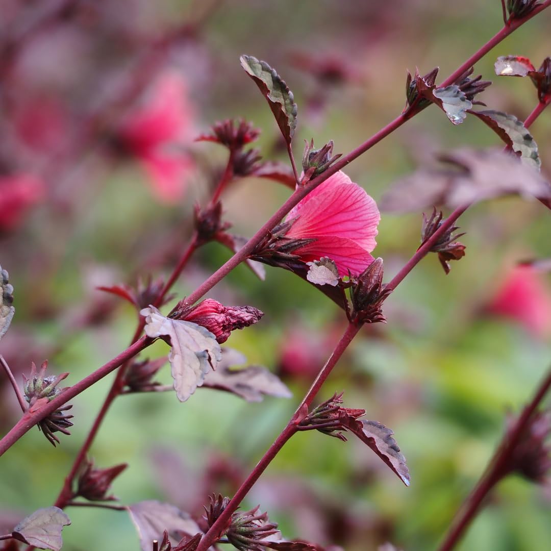 2 Live Cranberry Hibiscus Plants, Ornamental Hibiscus, 4-8 Inches Tall, Ready for Planting