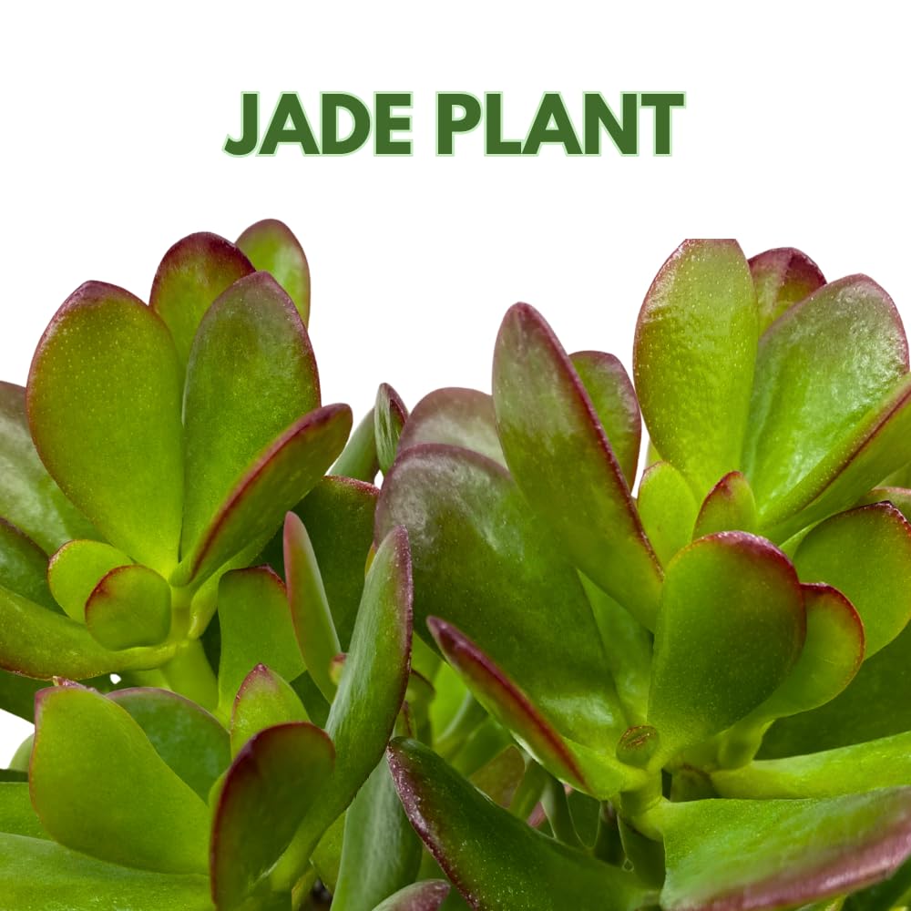 BubbleBlooms Jade Succulent in a 4 inch Pot Crassula ovata