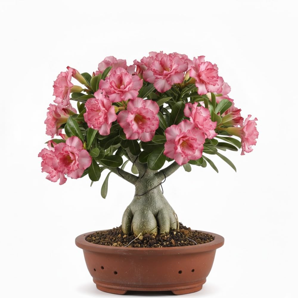 Desert Rose Plant Live, Adenium Bushes Well Rooted, Adenium Obesum Flowers Plant for Indoor Outdoor Garden, Flowering Succulent, 4-6 Inches Tall, No Pot (Pink)