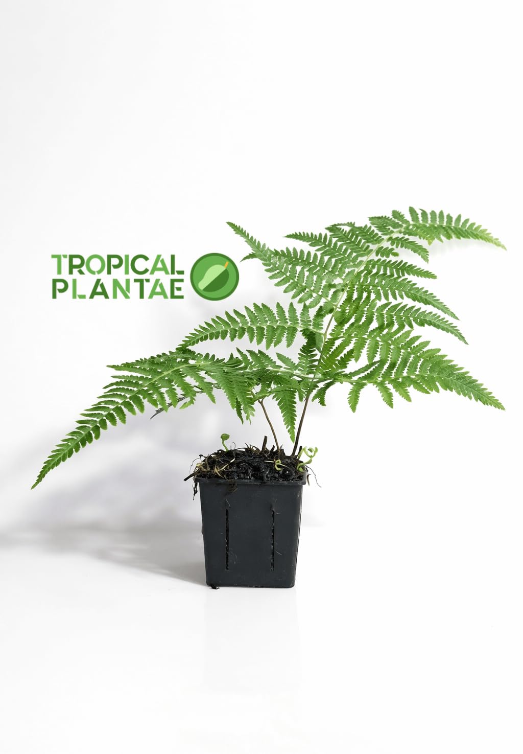 Australian Tree Fern (Sphaeropteris cooperi) – Live Lush Tropical Fern – USDA Certified - Legendary