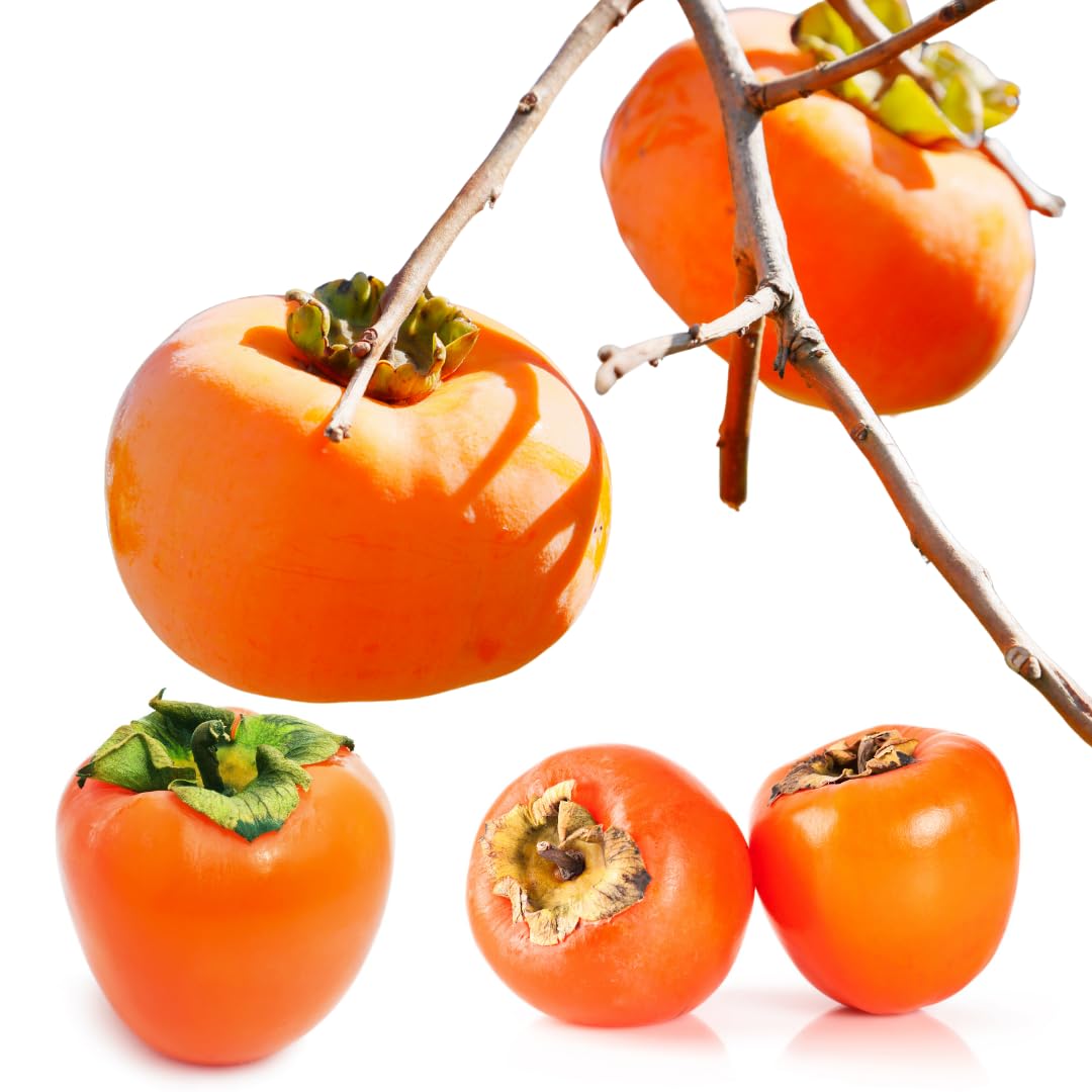 American Persimmon Tree Live Plant for Outdoor Planting, 1 Year Old Well Rooted, Winter Hardy, Zone 4-9