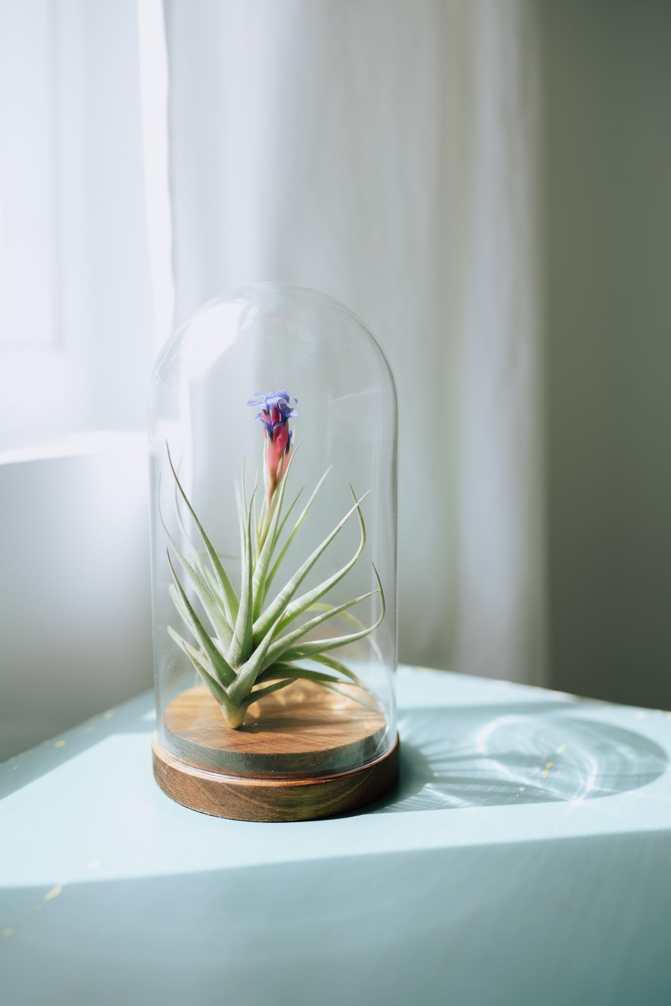 (Pack of 3) Tillandsia Stricta Aeranthos Hybrid Air Plants - Blooms Vary Due to Seasonality - Wholesale and Bulk - Succulents - Live Tillandsia - Easy Care House Plants by Air Plant Shop