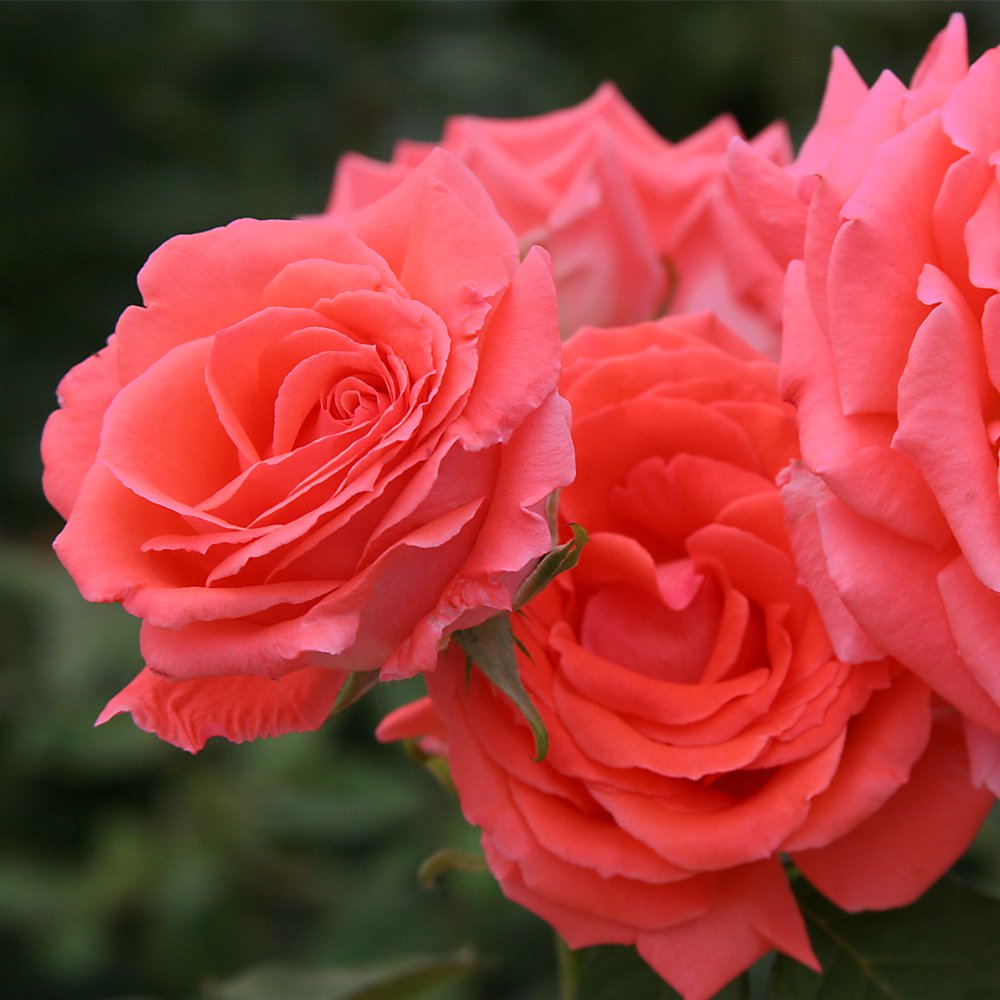 Heirloom Climbing Roses, Live Own Root Plant for Outdoor Garden, America™, Very Fragrant, Hardiness Zones 5-10, Continual Blooming