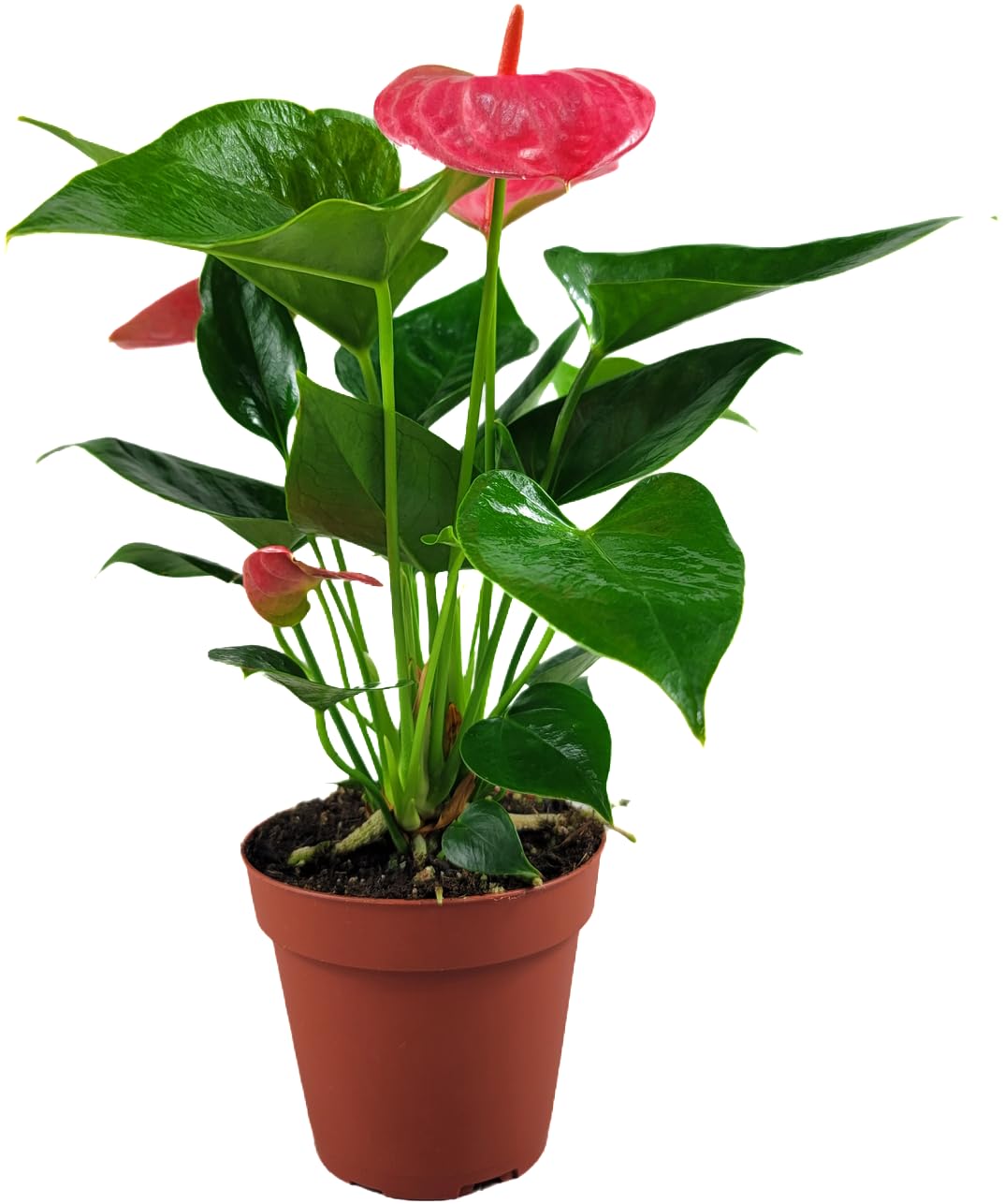 Anthurium Live Plant Pink Flowers - Anthurium Andraeanum Pink Flower - Anthurium Plants Live House Plants - Heart-Shaped Leaves - Available in 4" & 6" Pot - CA Seller (Small Plant, 4" Pot)