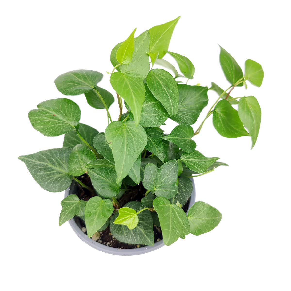 Green Ivy Plant - Heart-Shaped Green Leaves Houseplant for Home Decoration - Air Purifying, Easy to Grow Houseplant (Grower Pot, 4 inch)