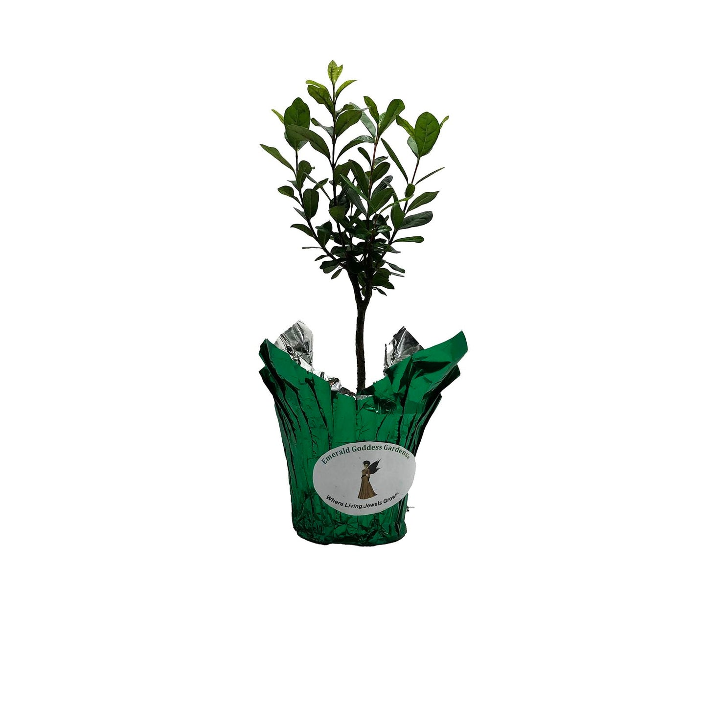 Fejoa Pineapple Guava Silver Leaf - Live Fruit Plant - Edible Landscape - ACCA sellowianna - White Flower - Emerald Goddess Gardens - Starter Sz 4 Inch Pot