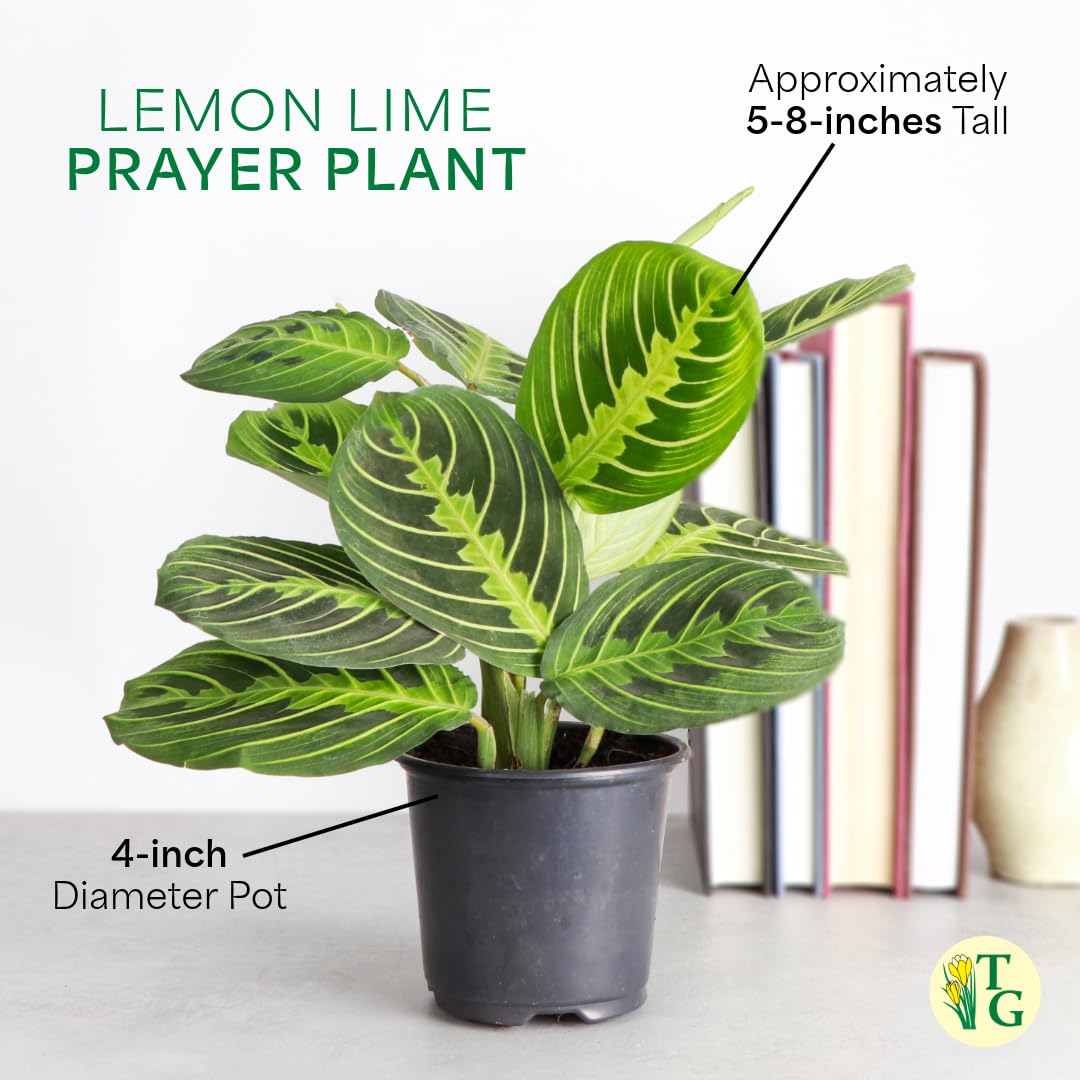 Thorsen's Greenhouse Lemon Lime Prayer Plant, Live Indoor Plant, Pet Friendly, Attractive Houseplant, Lemon Maranta, Natural Air Purifier, Easy to Grow, 4" Diameter Pot (Black - Hanging)
