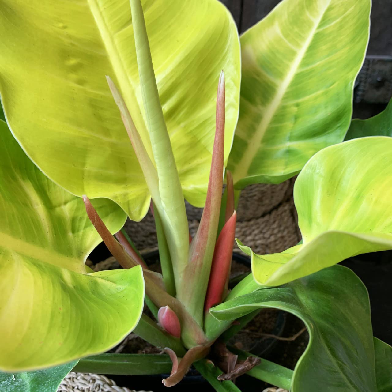 Philodendron Moonlight - 5 Live Plants in 4 Inch Growers Pots - Philodendron 'Moonlight' - Extremely Rare Indoor Air Purifying Houseplant