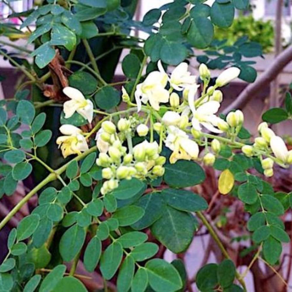 2 Moringa Tree Plants, Oleifera Moringa Drumstick Tree Starter Plants, Fast Growing Live Plant for Home Garden, 5-8 Inch Tall, 2 Plants Per Pot