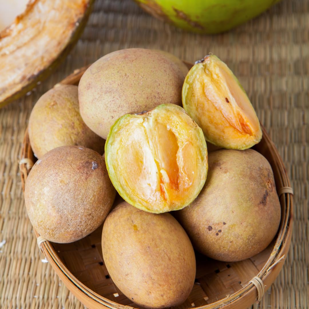 Live Sapodilla Tree, Tropical Sapodilla Fruit Tree, Sweet Fruit, 2–3 Feet Tall, Ready for Planting