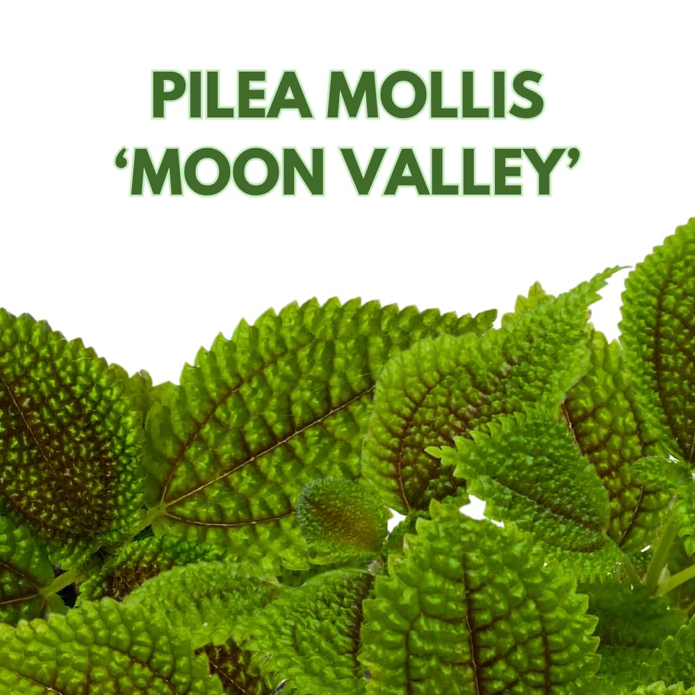 BubbleBlooms Pilea Mollis Moon Valley in a 4 inch Pot Friendship Plant