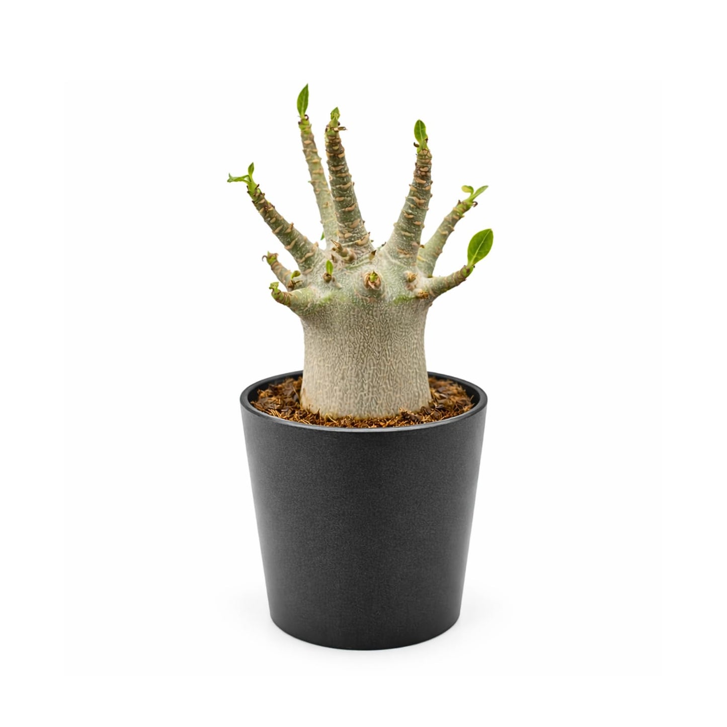 Rare Adenium Arabicum Godji Live Plant – Desert Rose Succulent – Thick Caudex Bonsai Plant – Drought Tolerant Exotic Houseplant
