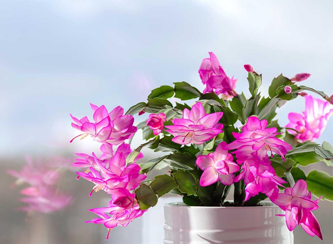 American Plant Exchange Live Christmas Cactus 3-Pack – 4-Inch Pot Cover – Easy Care Flowering Succulents with Festive Blooms for Holiday Home Décor, Kitchens, Offices & Indoor Winter Displays