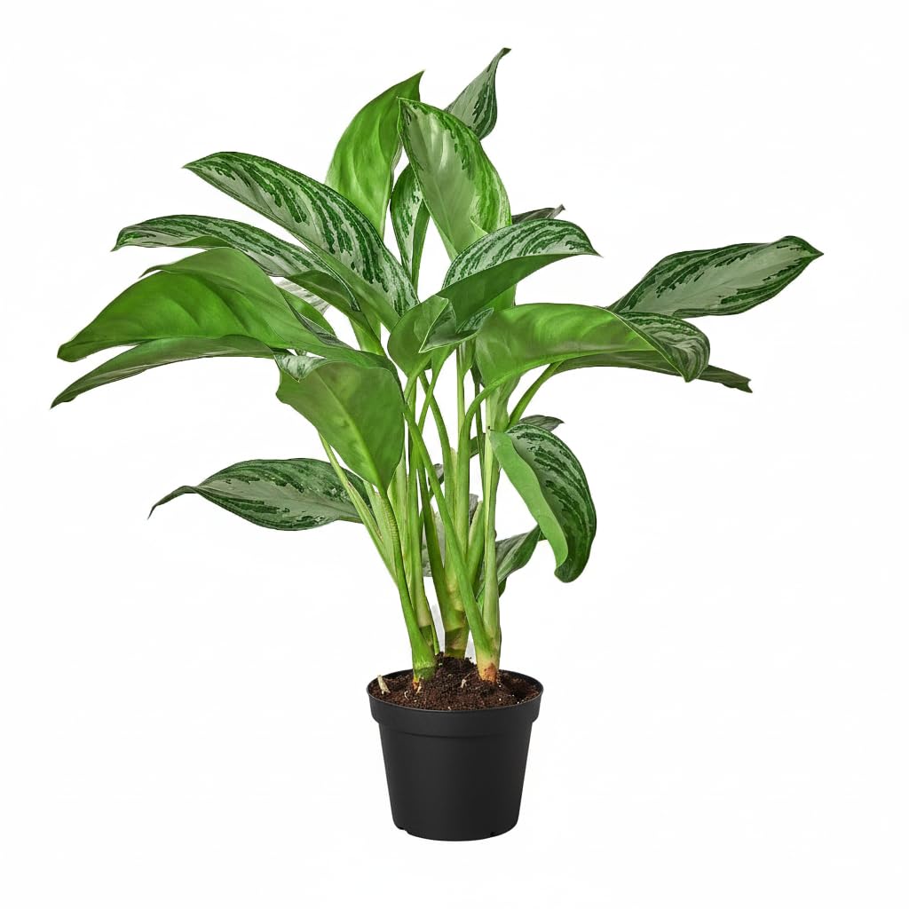 Chinese Evergreen 'Silver Bay' (6 inch) - Lucky Houseplants - 4/6 inch Unique Live Decorative Houseplants - Easy to Care Indoor Plants, Perfect for Office, Home & Feng Shui Decor