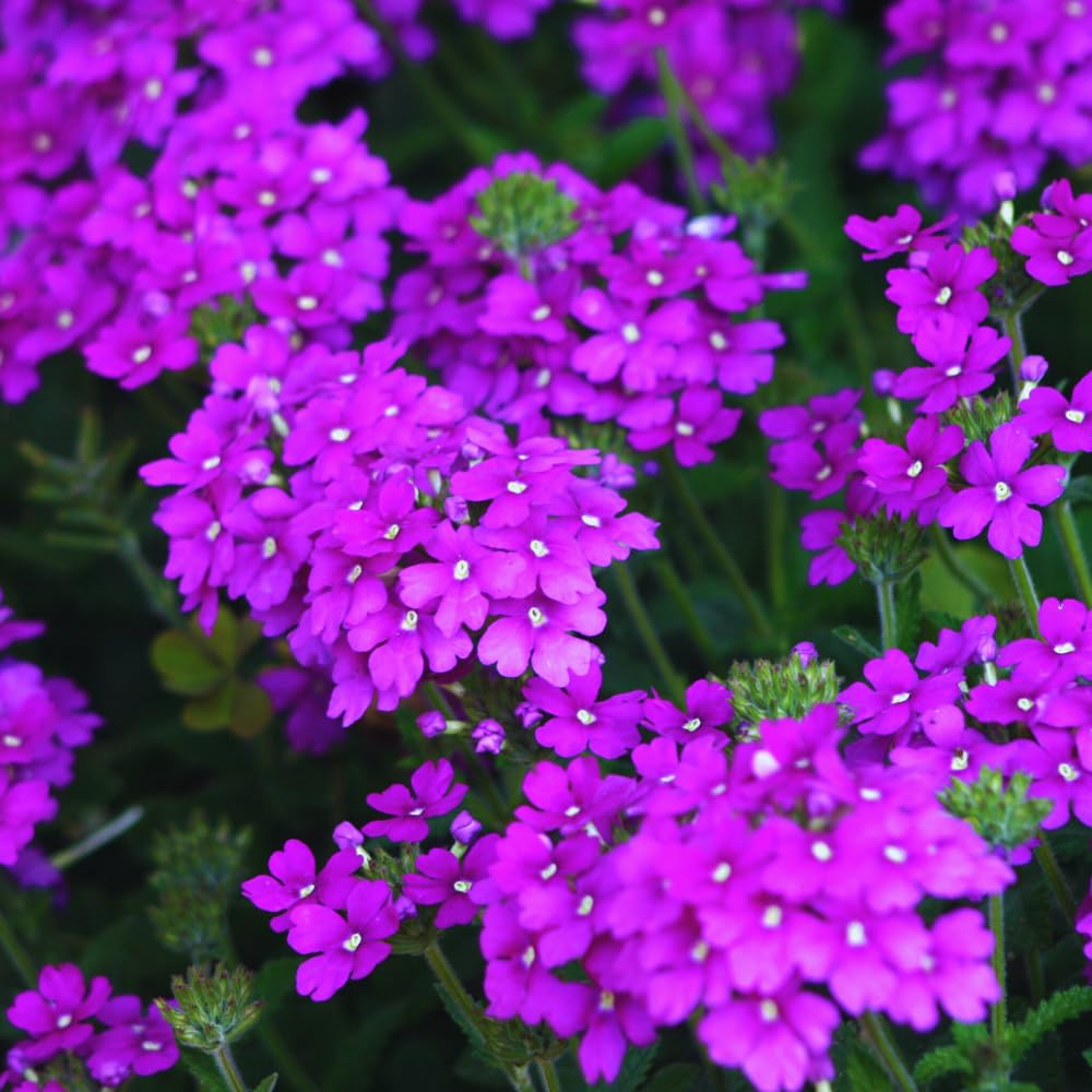 2 Purple Verbena Plants Live for Planting, Colorful Blooming Flower Plant, Verbena Live Plants, 5 to 7 Inc Tall