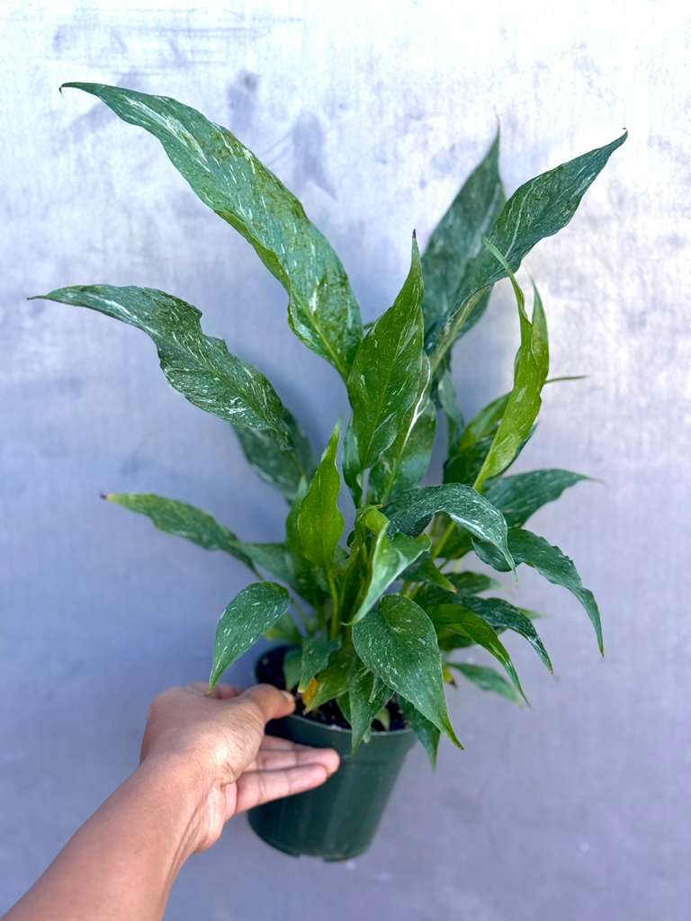 PLANTVERS Variegated Peace Lily in 4" Grow Pot – Spathiphyllum Variegata – Unique Live Indoor Flowering Plant – Easy Care, Air Purifying & Low Maintenance Tropical Houseplant