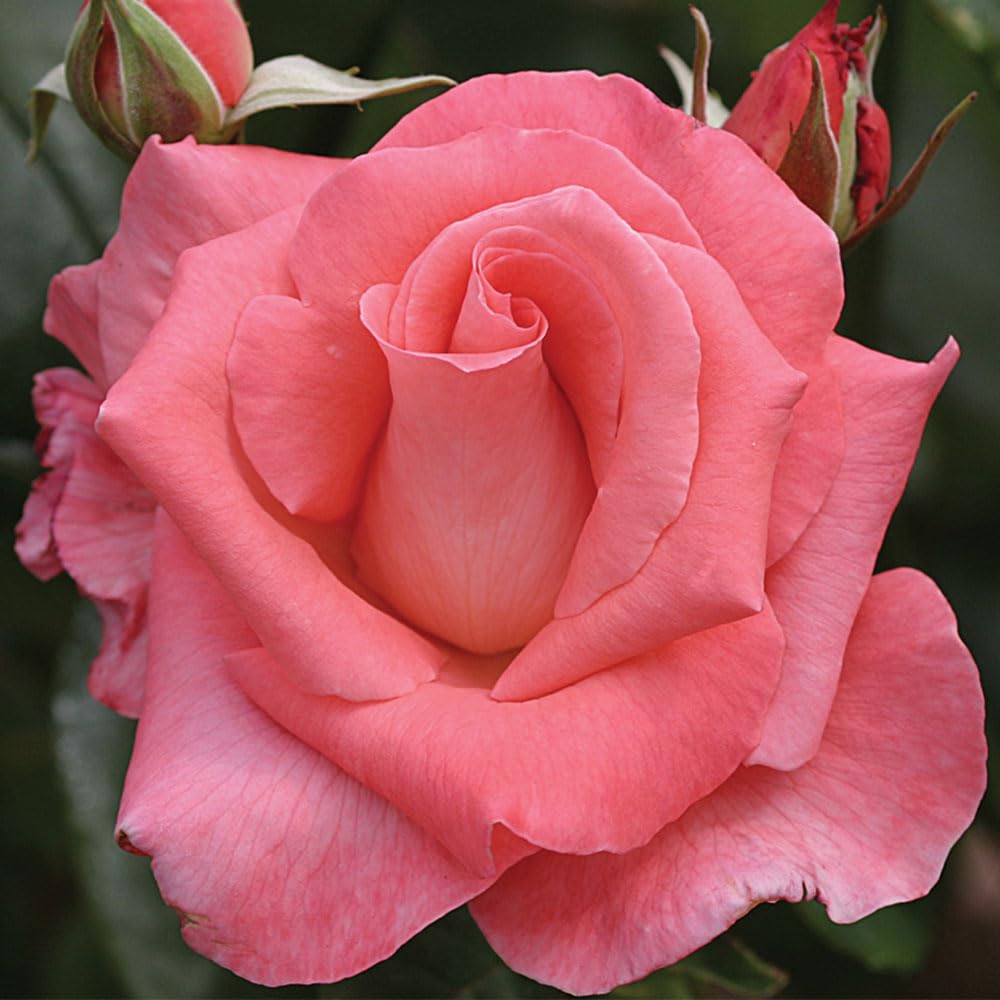 Heirloom Roses Rose Plant - Touch of Class™ Multi Rose Bush, Hybrid Tea Live Plant for Planting Outdoors
