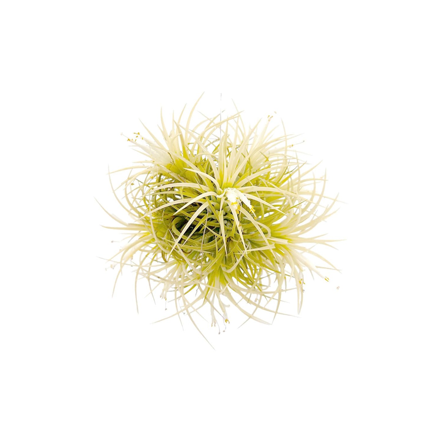 ragnaroc Air Plants - Tillandsia Ionantha Druid Ball, Jumbo 6-9" - 1ct - Live Arrival Guaranteed - House Plants for Home Decor & Gift