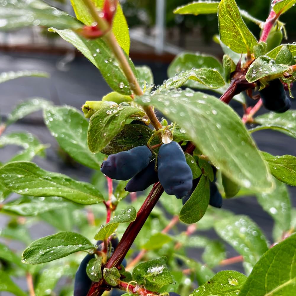 Set 2 Haskap Plants, Live Honeyberry Plant, 4-6" Tall Blue Haskap Berry Plant for Outdoor Garden Planting