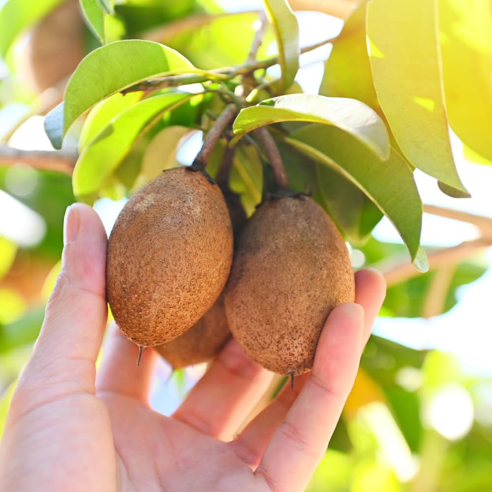 Sapodilla Tree Live Plant for Growing 2 to 3 Feet Tall, in 3 Gallon Pot, Sapodilla Plant Live Outdoor, Cannot Ship to CA