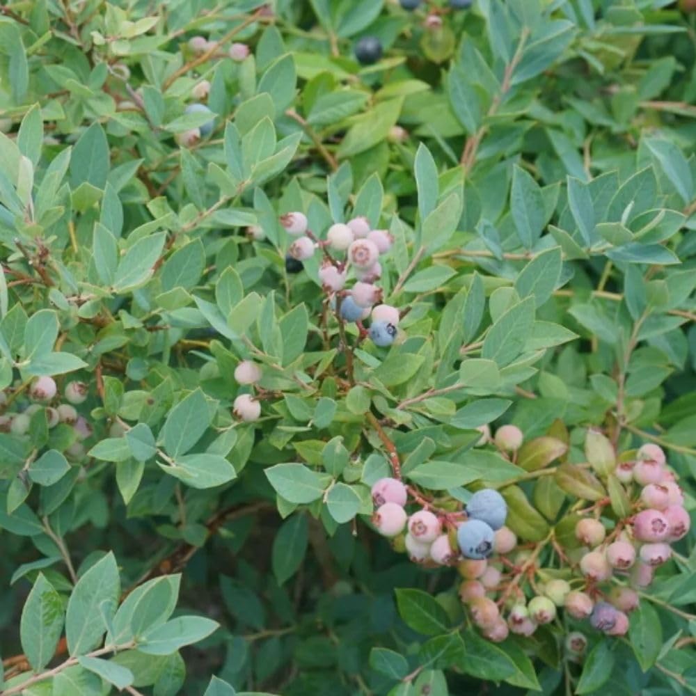 Blue Highbush Blueberry Live Plant, 4 Inches Pot, Sweet Blueberry Fruit Bush Live Plant for Planting in Garden, Spring Plant
