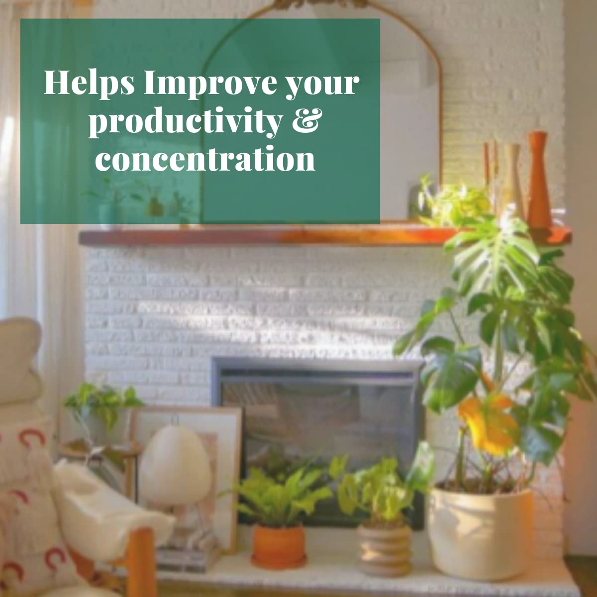 HOUSE PLANT SHOP | Tillandsia Air Plant 'Adreana'| Live Indoor Plant | Easy to Care | Natural Décor Plant | Great Gifts| Free Care Guide