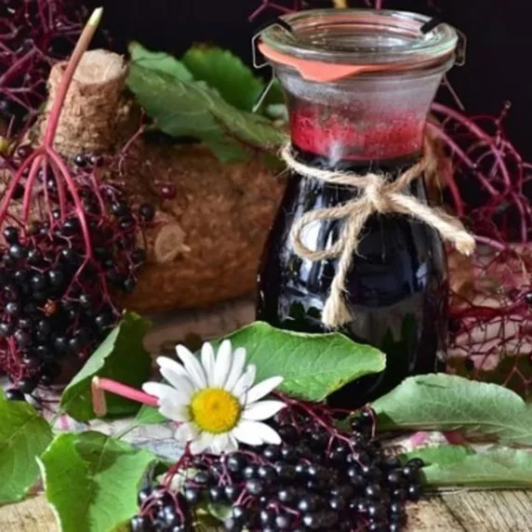1 Black Elderberry Plant Live, 6-9 Inch Tall, American Elderberry Bush, Hardy Elderberries Tree