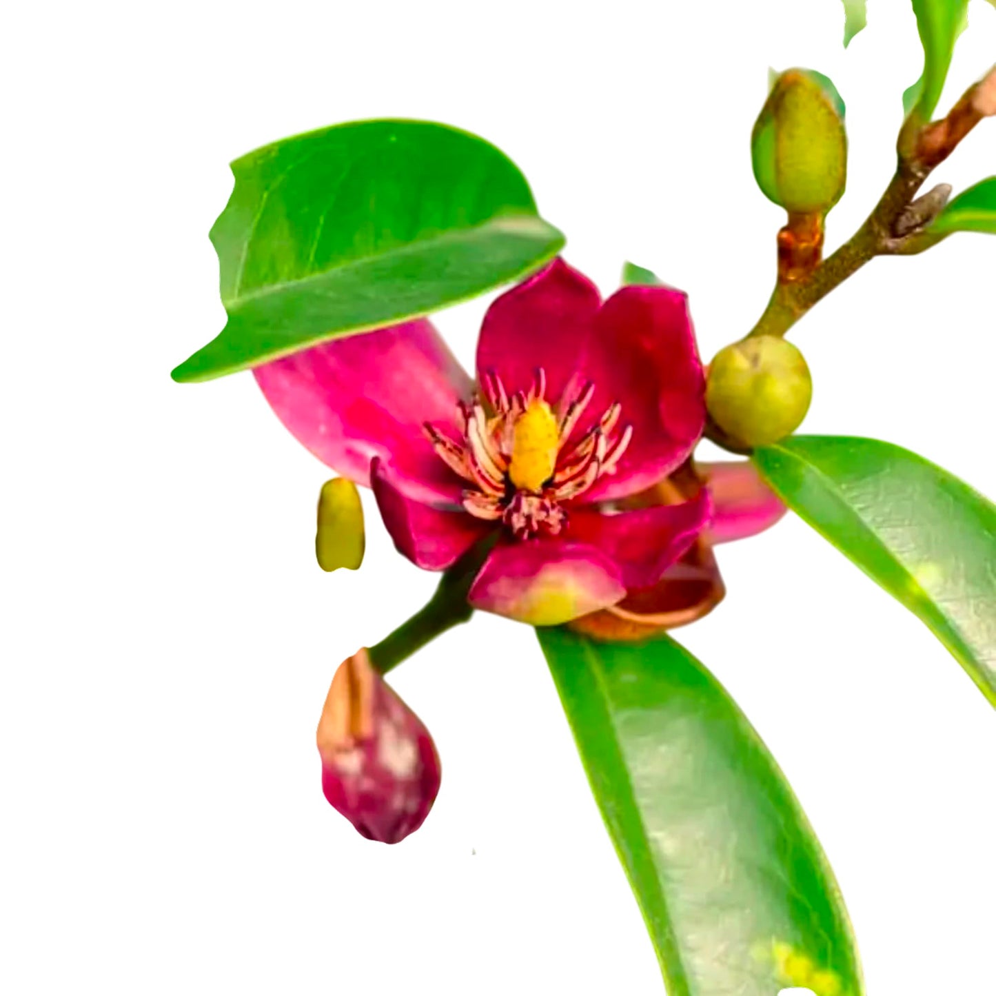Stellar Ruby Magnolia – Compact Evergreen Magnolia with Deep Ruby-Pink Blooms for Borders, Walkways & Year-Round Landscapes (5 Gallon/Potted/Single Plant)