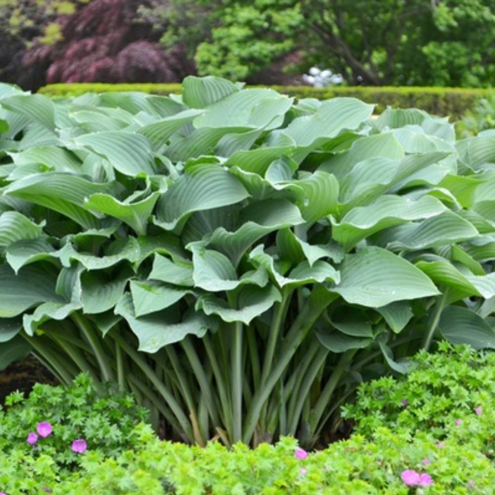 3 Big & Giant Hosta Perennial Mix, Blue-Green and Yellow-Green Masssive Large Leaves | Perfect for Trim, Shade, Flower and Landscaper Gardens Attract Butterflies and Pollinatiors
