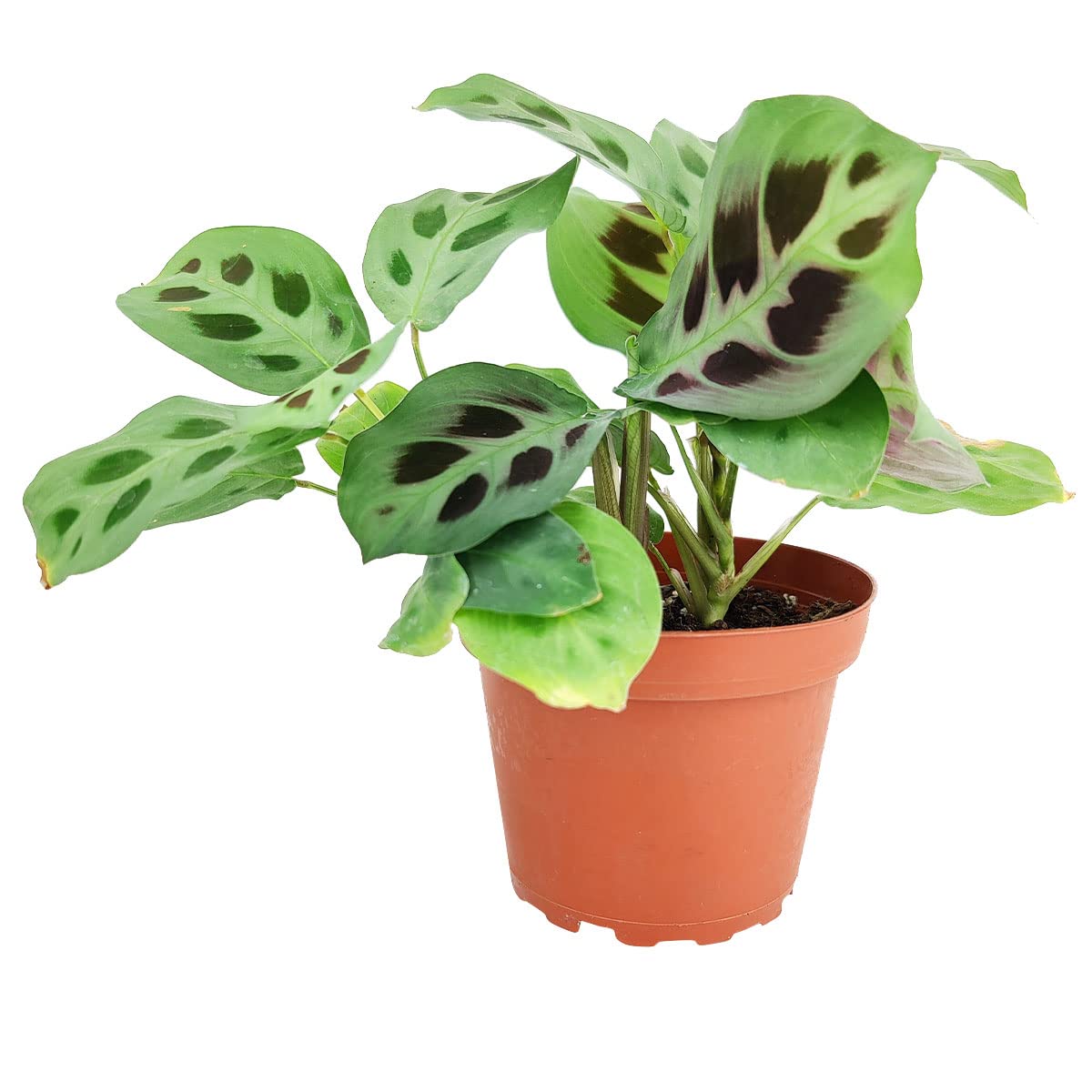 Maranta Green Prayer Plant - Maranta Leuconeura 4'' | Easy to Grow Houseplant | Live Healthy Houseplant for Home Office Decoration (4'' + Plastic Pot)