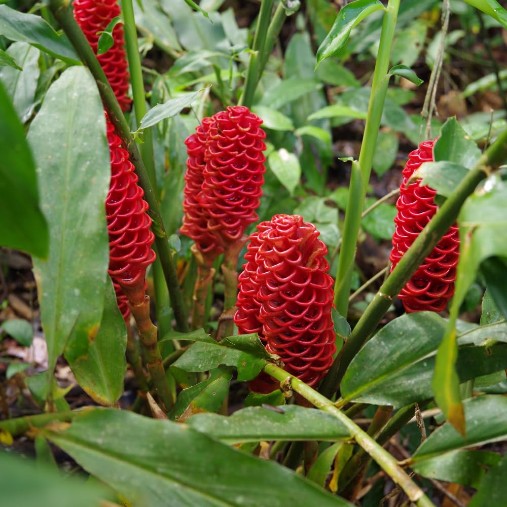 10 Awapuhi Shampoo Ginger Rhizomes, Red Shampoo Ginger 4-6 Inch, Red Ginger Lily, Zingiber Zerumbet, Outdoor Growing, Ready to Grow
