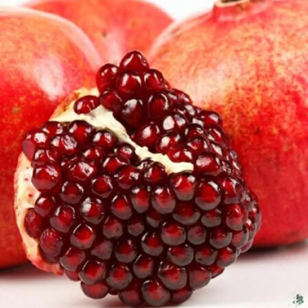 Wonderful Pomegranate Plant Live, Cold Hardy Pomegranate Tree Live Plant, 4 to 7 Inches Long, Fruit Bearing for The Patio