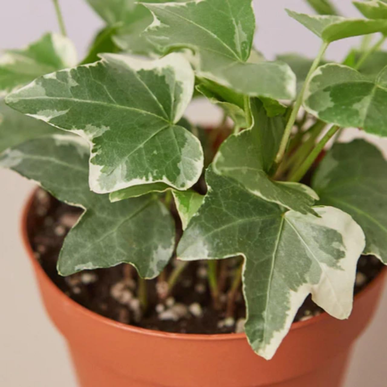 English Ivy 'Glacier' | Live Plant for Indoor & Outdoor | for Living Room, Office, Bathroom | (4" Pot)