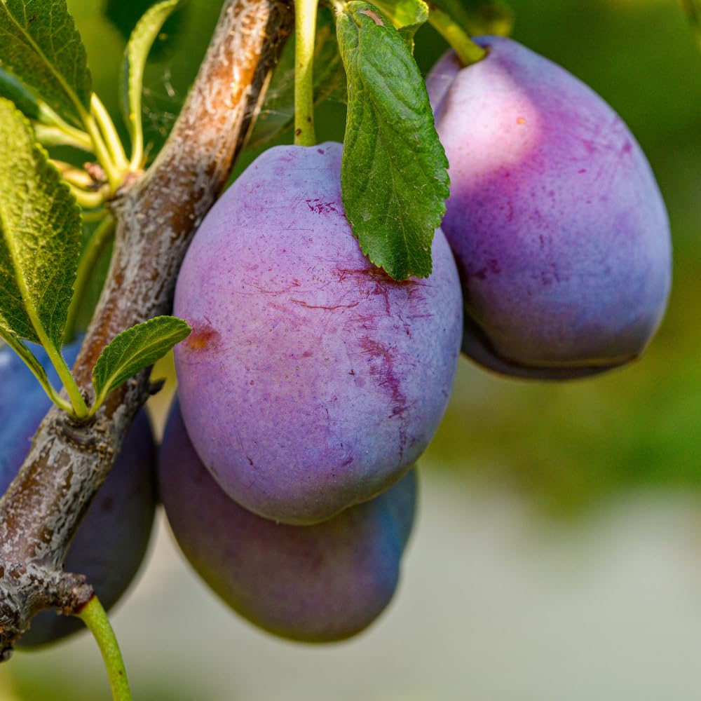 Purple Plum Tree Plant, 3 to 4 Ft Tall, Sweet Plum Fruits Live Plant for Planting Home Garden, Cold Hardy, Bareroot, Dormant