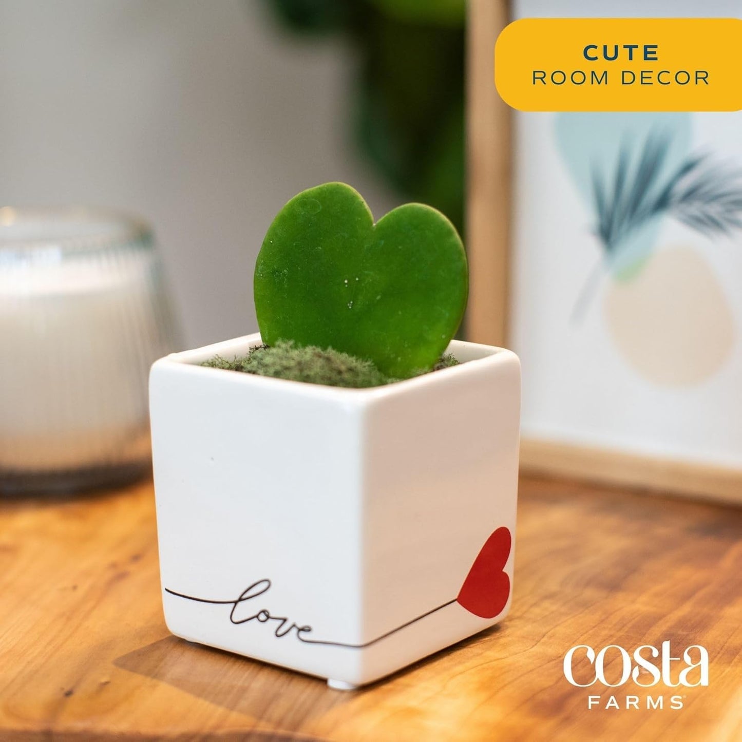 Costa Farms Hoya Heart Live Plant in Decorative Pot, Easy to Maintain Succulent Indoor Houseplant, Perfect for Home, Room, or Office Decor, Great House Warming or Birthday Gift, 5 Inches Tall