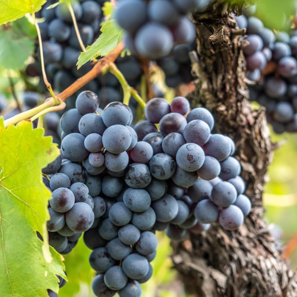 Blue Black Grape Vine, Cold Hardy Grape Tree Live Plant, 1-2 Year Old, Sweet Fruit Trees