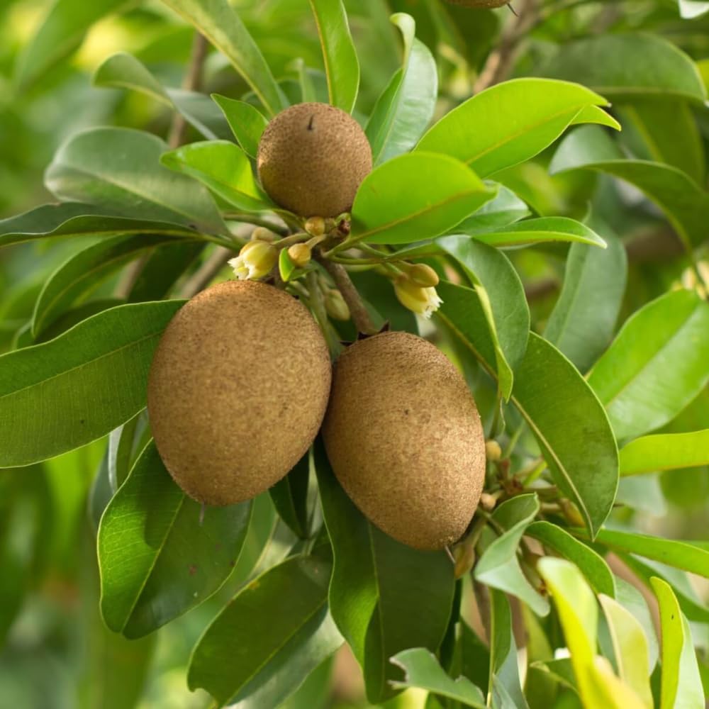 5Pcs Sapote Seeds for Planting, Tropical Sapodilla Seeds to Grow