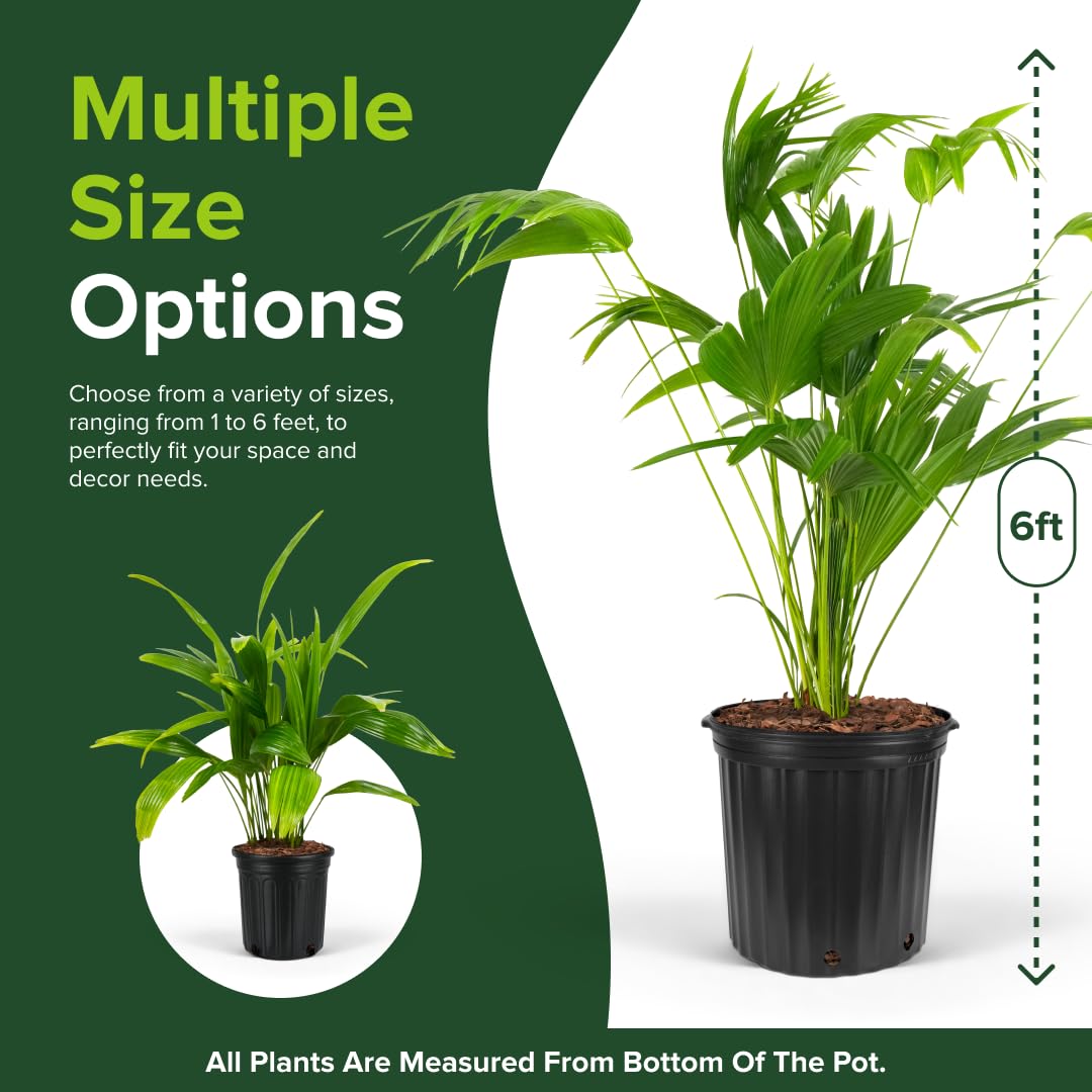 Chinese Fan Palm Tree, Livistona chinensis - Tropical Indoor/Outdoor Live Tree, Exotic Houseplant with Large Fan-Like Leaves, Low Maintenance Garden and Patio Accent (2gal Pot; 35-42in)