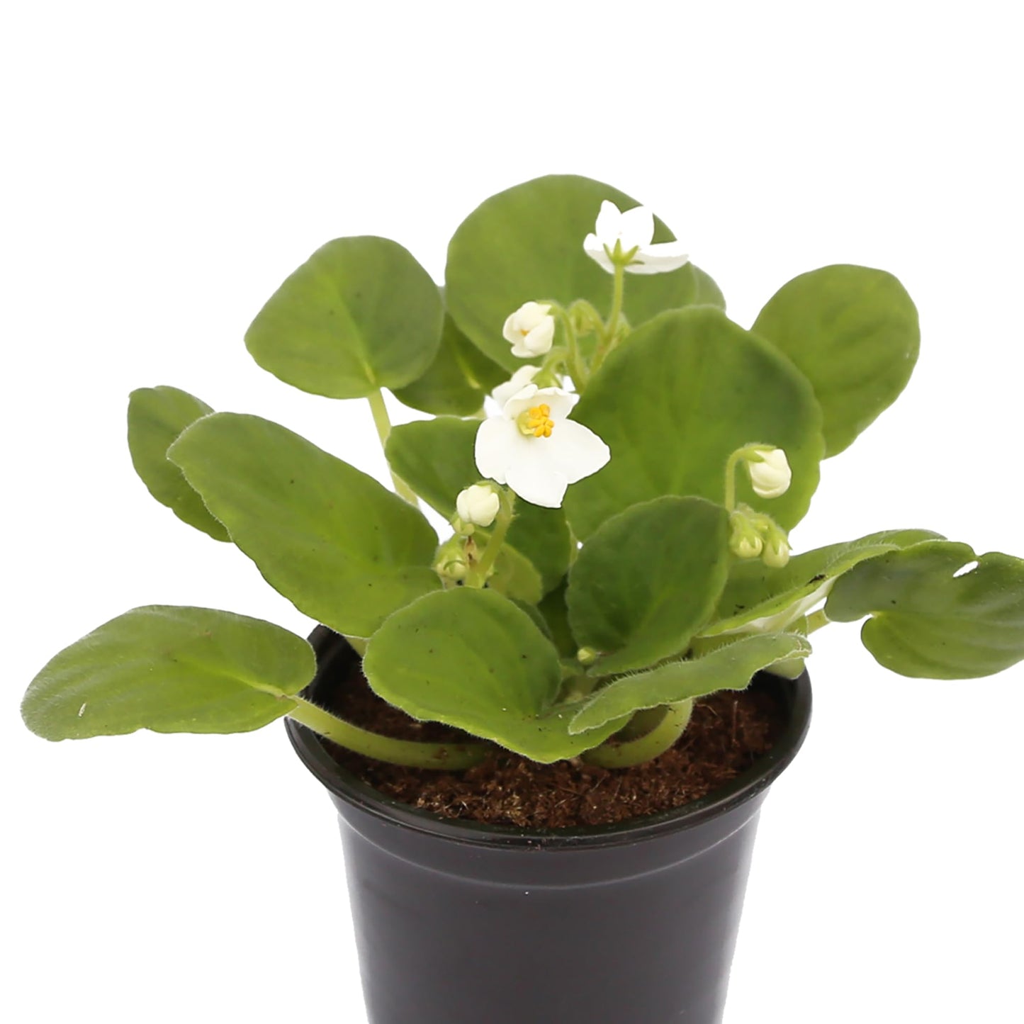 Live Combo 4 Plants African Violets, Blooming Plant, Plant Lover Gift, Housewarming Gift, Birthday Gift, Floral Arrangements, Thank You Gift in 4" Pots