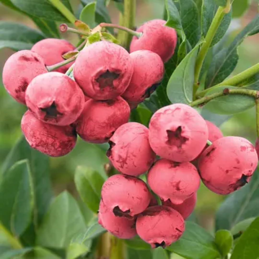Pink Lemonade Blueberry Bush Live Plant, 1-2 Ft Tall, Hardy Blueberry Plant in 1 Gallon Pot, Well-Rooted Fruit Plant, No to CA