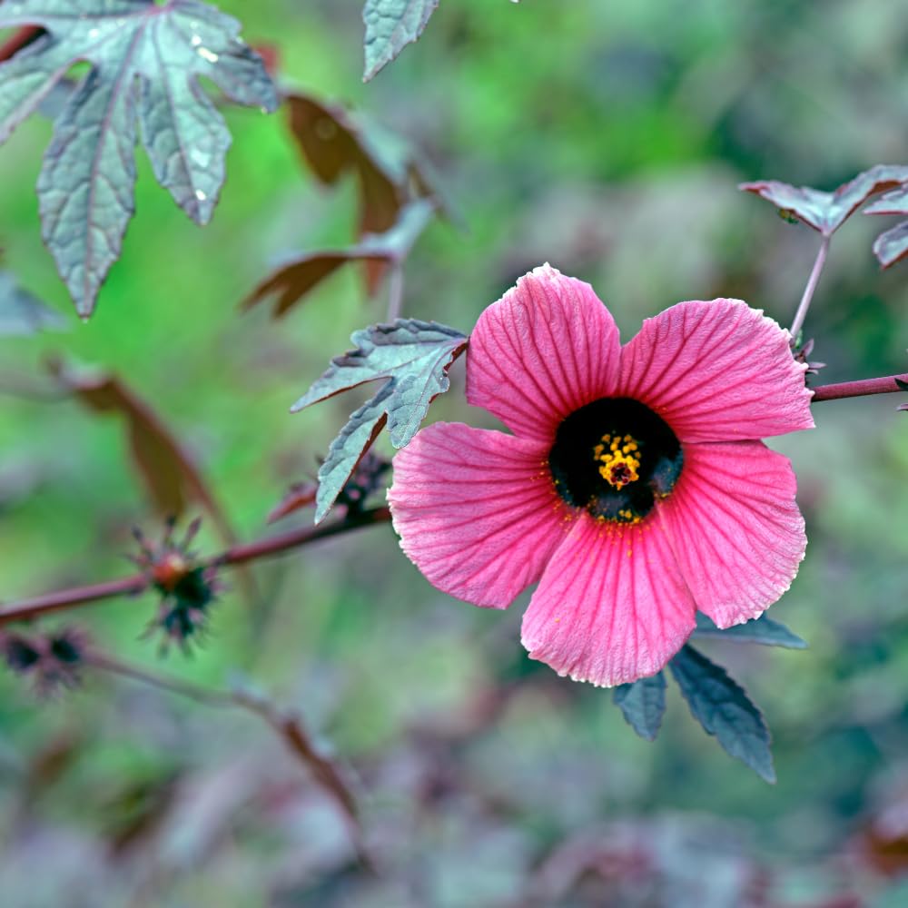 Pack of 2 Cranberry Hibiscus Plants Live, Red Hibiscus Plants Live for Flowering, 4-6" Tall