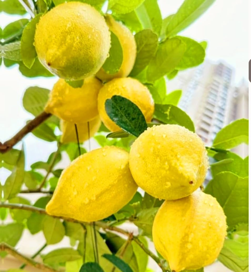 70 Seeds Lemon Trees Dwarf Lemon Bonsai. Perfume Lemon All-in-One Citrus Tree for Patio