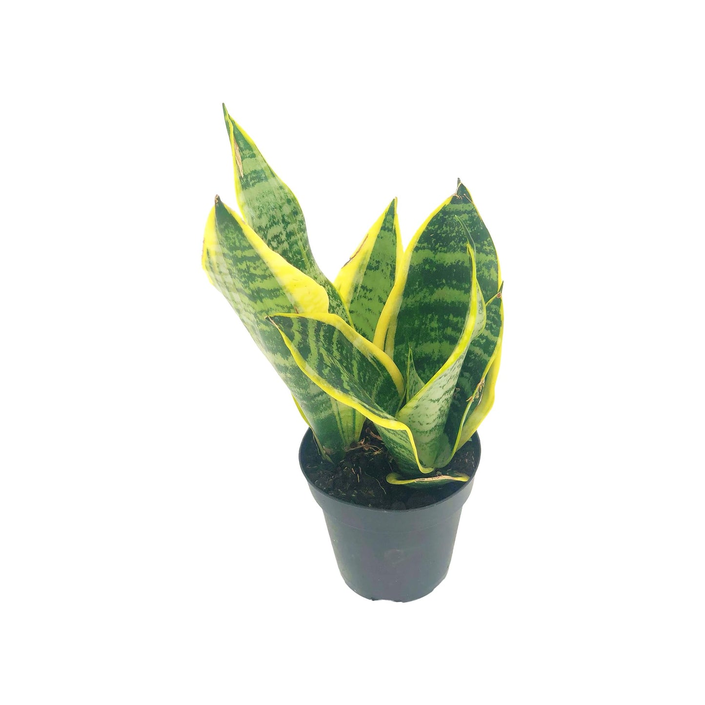 Live Snake Plant – Sansevieria Superba Trifasciata – ragnaroc Tropical Plant in 4” Pot +6” Plant Height, Indoor House Plant in Pot, Potted Succulent Plant