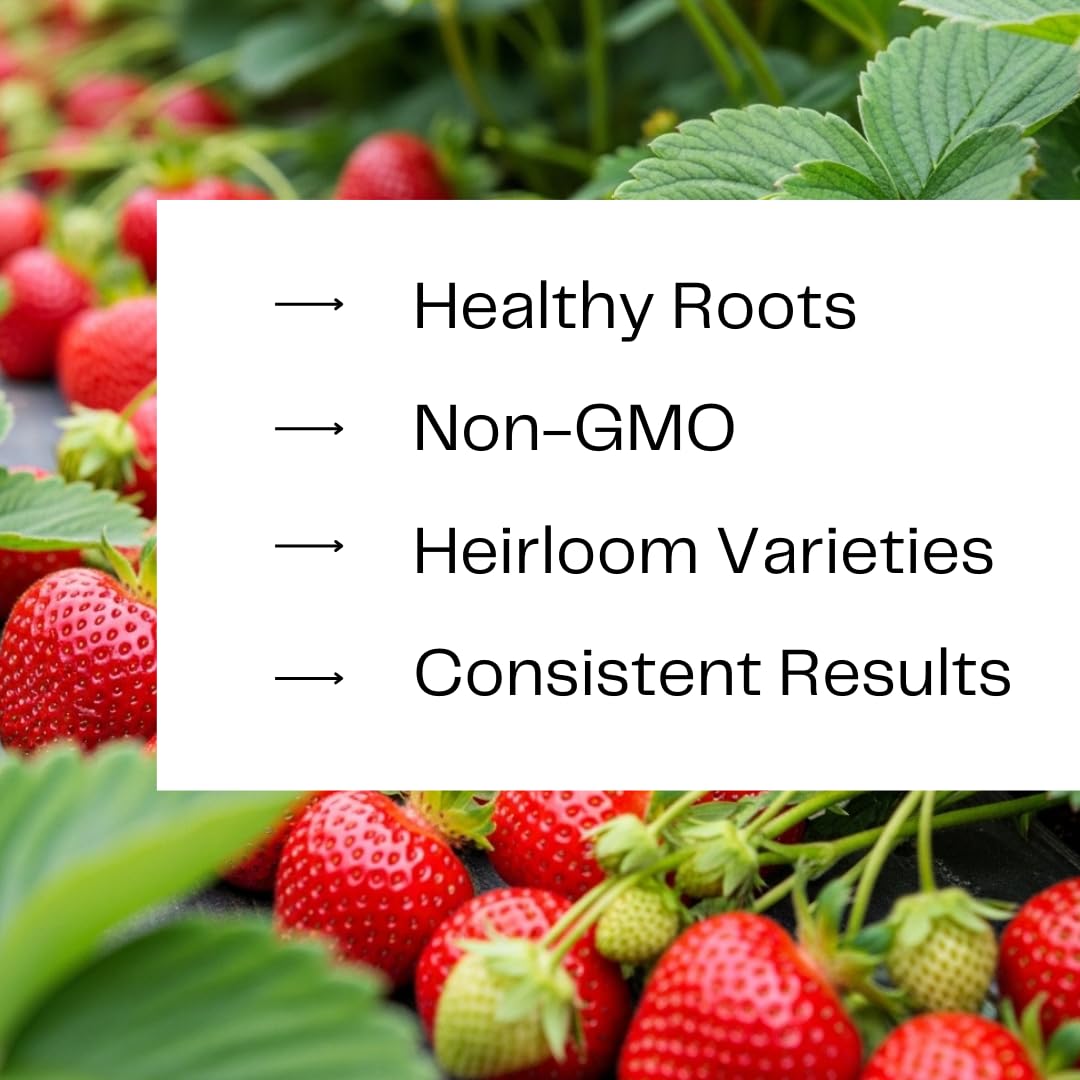 12 Flamingo Strawberry Plants for Growing – Pink Strawberry Variety – High Yield Everbearing Strawberry Runners – Unique Color, Easy to Grow Plants for Home Gardens (12 Live Plants)