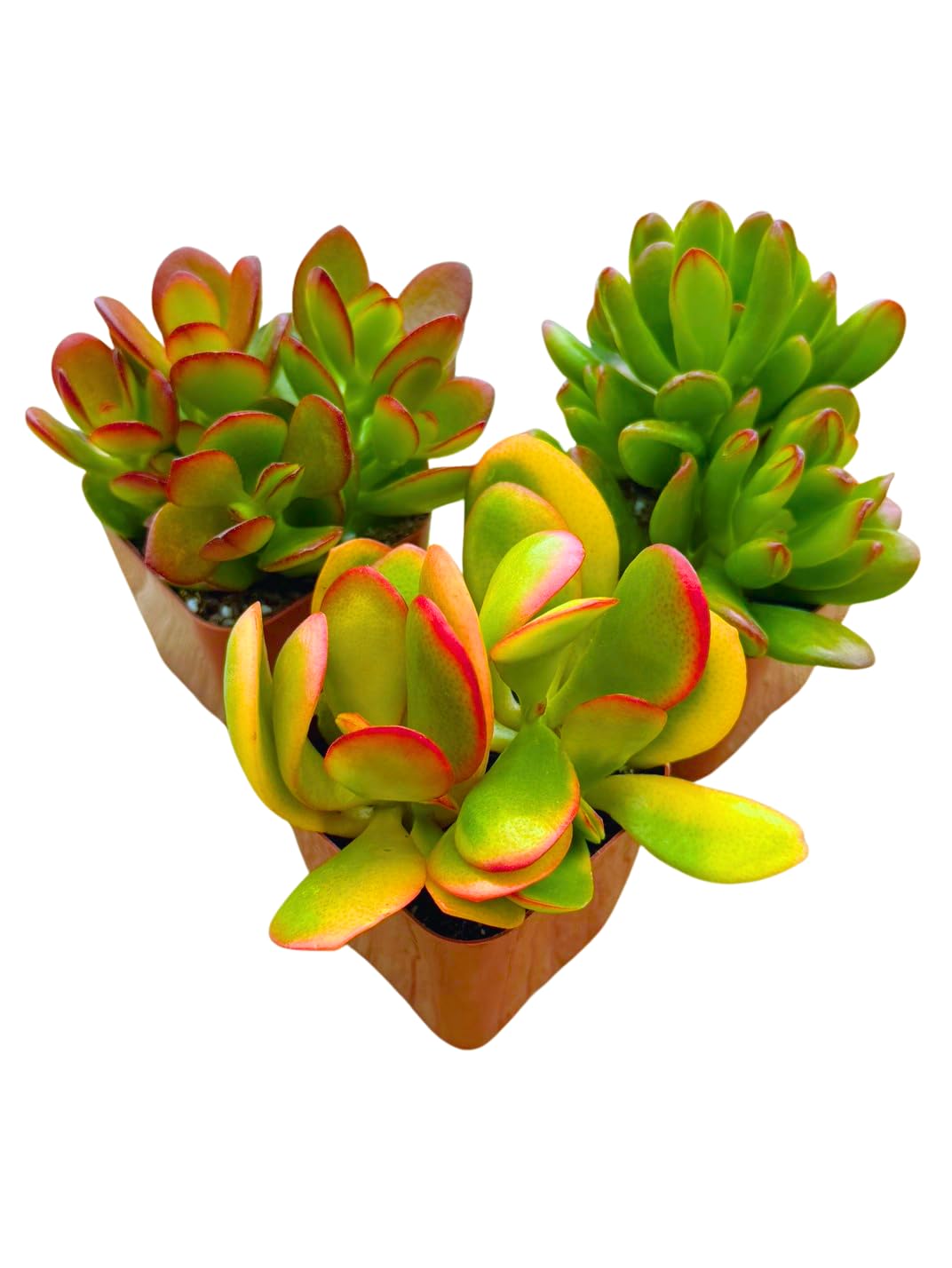 Succulents Plants Live Jade Plant 2" 3-Pack Mystery Collection, Live Jade Plant Starter Collection, Live Succulent Plants in Grower Pots with Succulent Soil Mix by The Succulent Cult
