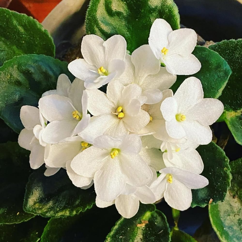 White African Violets Live Plants House Plants in 4" Pot, Vibrant Blooms for Indoor Décor, Home or Office, Easy to Grow