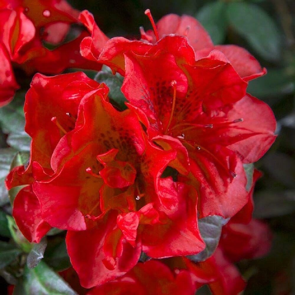 Live Plant - Encore Autumn Fireazalea Deciduous Well Rooted Starter Plantdeepest Red!
