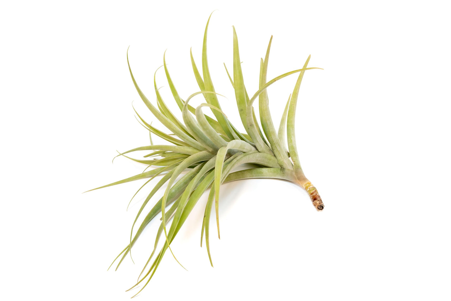Air Plant Shop Tillandsia Latifolia - Wholesale and Bulk - Succulents - Live Tillandsia - Easy Care Indoor and Outdoor House Plants